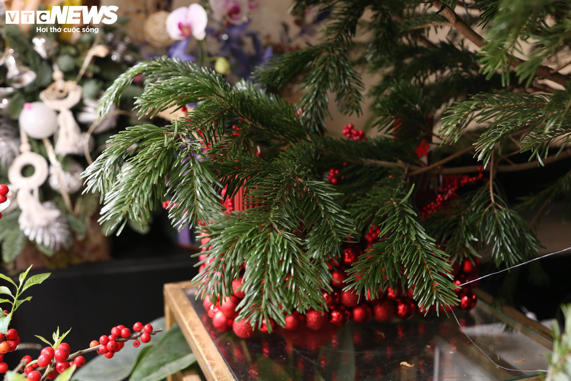 Đại gia Hà Nội chi hơn 100 triệu đồng mua thông tươi nhập khẩu đón Giáng sinh- Ảnh 5.