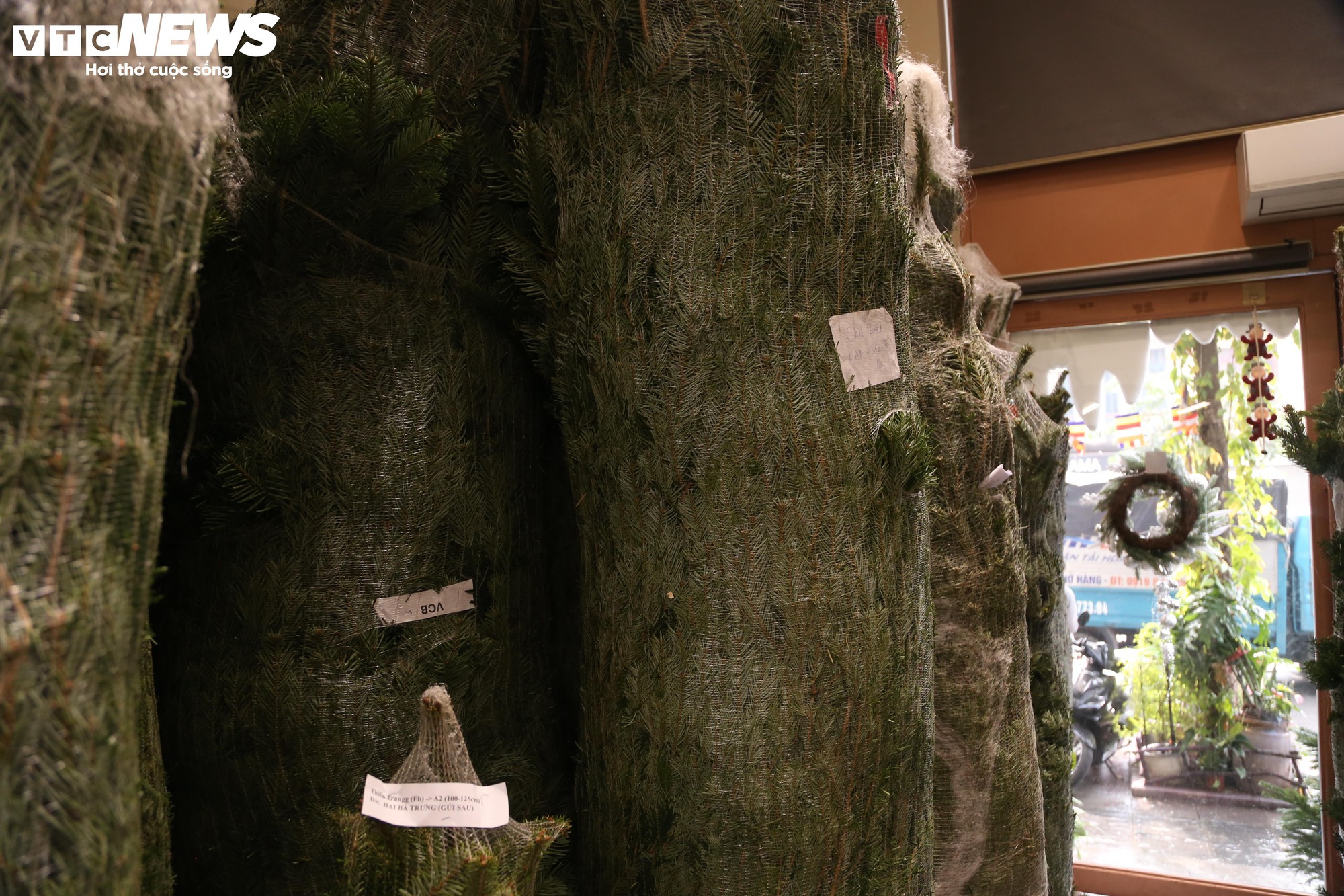 Đại gia Hà Nội chi hơn 100 triệu đồng mua thông tươi nhập khẩu đón Giáng sinh- Ảnh 4.