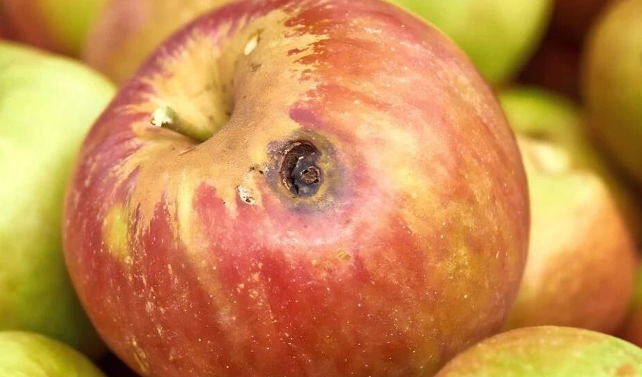 2 vợ chồng cùng lúc phát hiện ung thư gan, mở tủ lạnh ra bác sĩ hốt hoảng nói: "Vứt ngay!"- Ảnh 2.