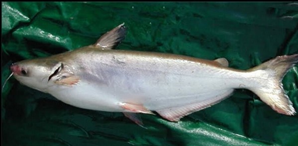 Đặc sản bạc triệu từ hai loài cá có cái tên khiến ai cũng tò mò- Ảnh 3.