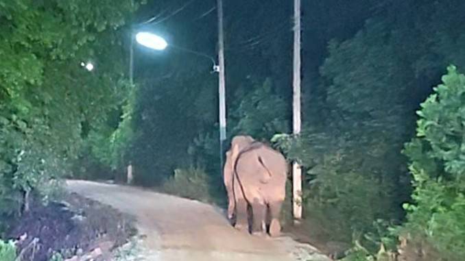 Hơn 100 sinh vật khổng lồ tràn qua khu rừng lúc 2h sáng, cảnh tượng khiến người dân thấp thỏm cả đêm- Ảnh 2. Hơn 100 sinh vật khổng lồ tràn qua khu rừng lúc 2h sáng, cảnh tượng khiến người dân thấp thỏm cả đêm- Ảnh 2.