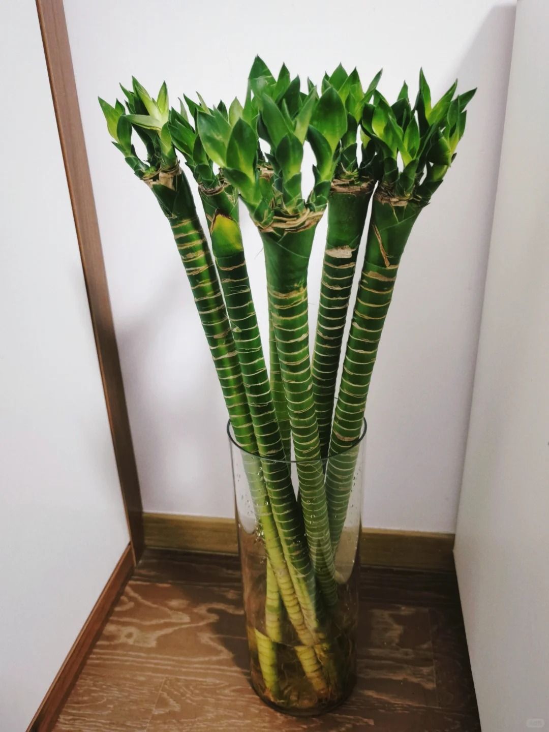 Chưng Tết đừng chỉ mua hoa: Có một loại cây "rẻ bèo" nhưng hút tài lộc cực mạnh, đặt đúng 4 cành lên bàn học con cái thi cử đỗ đạt, gia chủ tiền vào như nước- Ảnh 33.