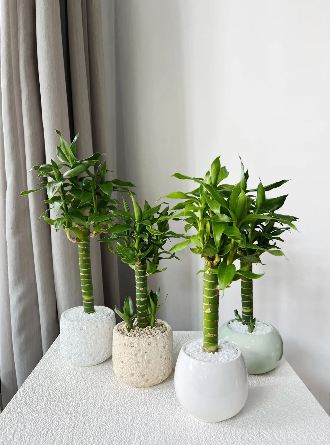 Chưng Tết đừng chỉ mua hoa: Có một loại cây "rẻ bèo" nhưng hút tài lộc cực mạnh, đặt đúng 4 cành lên bàn học con cái thi cử đỗ đạt, gia chủ tiền vào như nước- Ảnh 32.