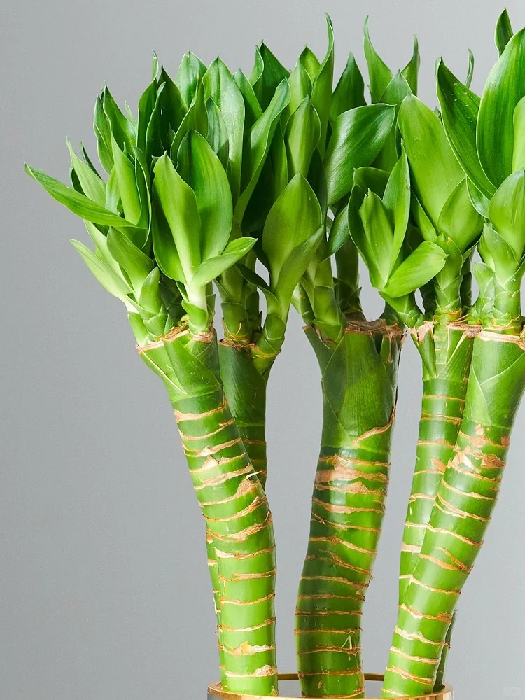 Chưng Tết đừng chỉ mua hoa: Có một loại cây "rẻ bèo" nhưng hút tài lộc cực mạnh, đặt đúng 4 cành lên bàn học con cái thi cử đỗ đạt, gia chủ tiền vào như nước- Ảnh 39.