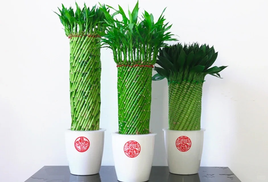 Chưng Tết đừng chỉ mua hoa: Có một loại cây "rẻ bèo" nhưng hút tài lộc cực mạnh, đặt đúng 4 cành lên bàn học con cái thi cử đỗ đạt, gia chủ tiền vào như nước- Ảnh 41.