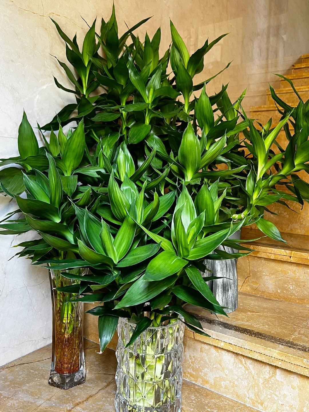 Chưng Tết đừng chỉ mua hoa: Có một loại cây "rẻ bèo" nhưng hút tài lộc cực mạnh, đặt đúng 4 cành lên bàn học con cái thi cử đỗ đạt, gia chủ tiền vào như nước- Ảnh 16.