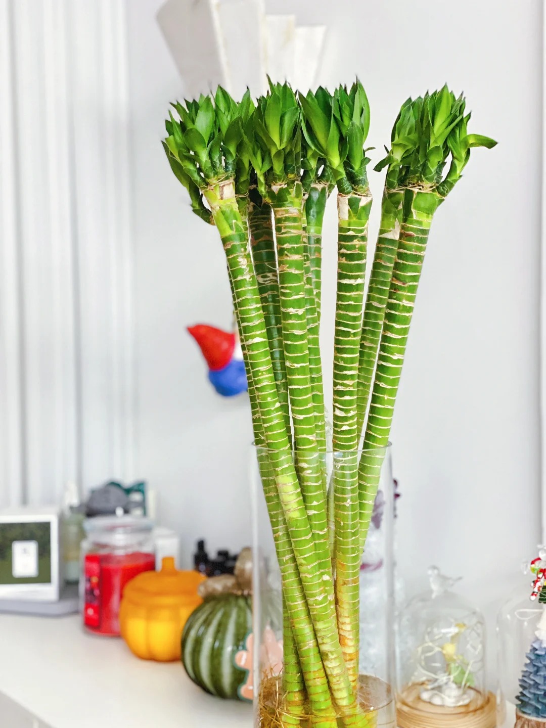 Chưng Tết đừng chỉ mua hoa: Có một loại cây "rẻ bèo" nhưng hút tài lộc cực mạnh, đặt đúng 4 cành lên bàn học con cái thi cử đỗ đạt, gia chủ tiền vào như nước- Ảnh 2.