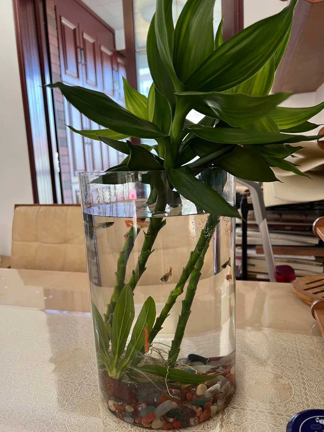 Chưng Tết đừng chỉ mua hoa: Có một loại cây "rẻ bèo" nhưng hút tài lộc cực mạnh, đặt đúng 4 cành lên bàn học con cái thi cử đỗ đạt, gia chủ tiền vào như nước- Ảnh 8.