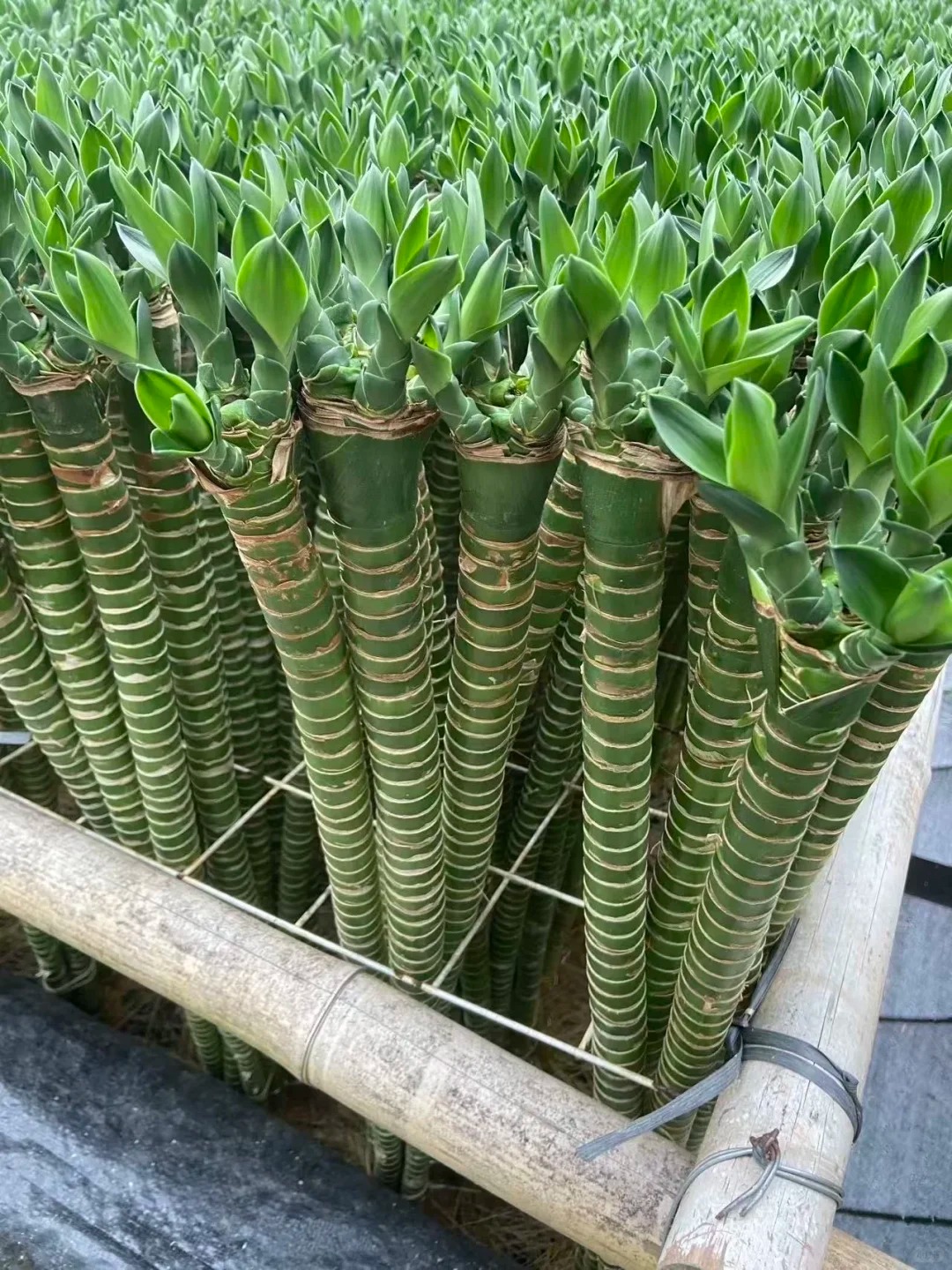 Chưng Tết đừng chỉ mua hoa: Có một loại cây "rẻ bèo" nhưng hút tài lộc cực mạnh, đặt đúng 4 cành lên bàn học con cái thi cử đỗ đạt, gia chủ tiền vào như nước- Ảnh 19.