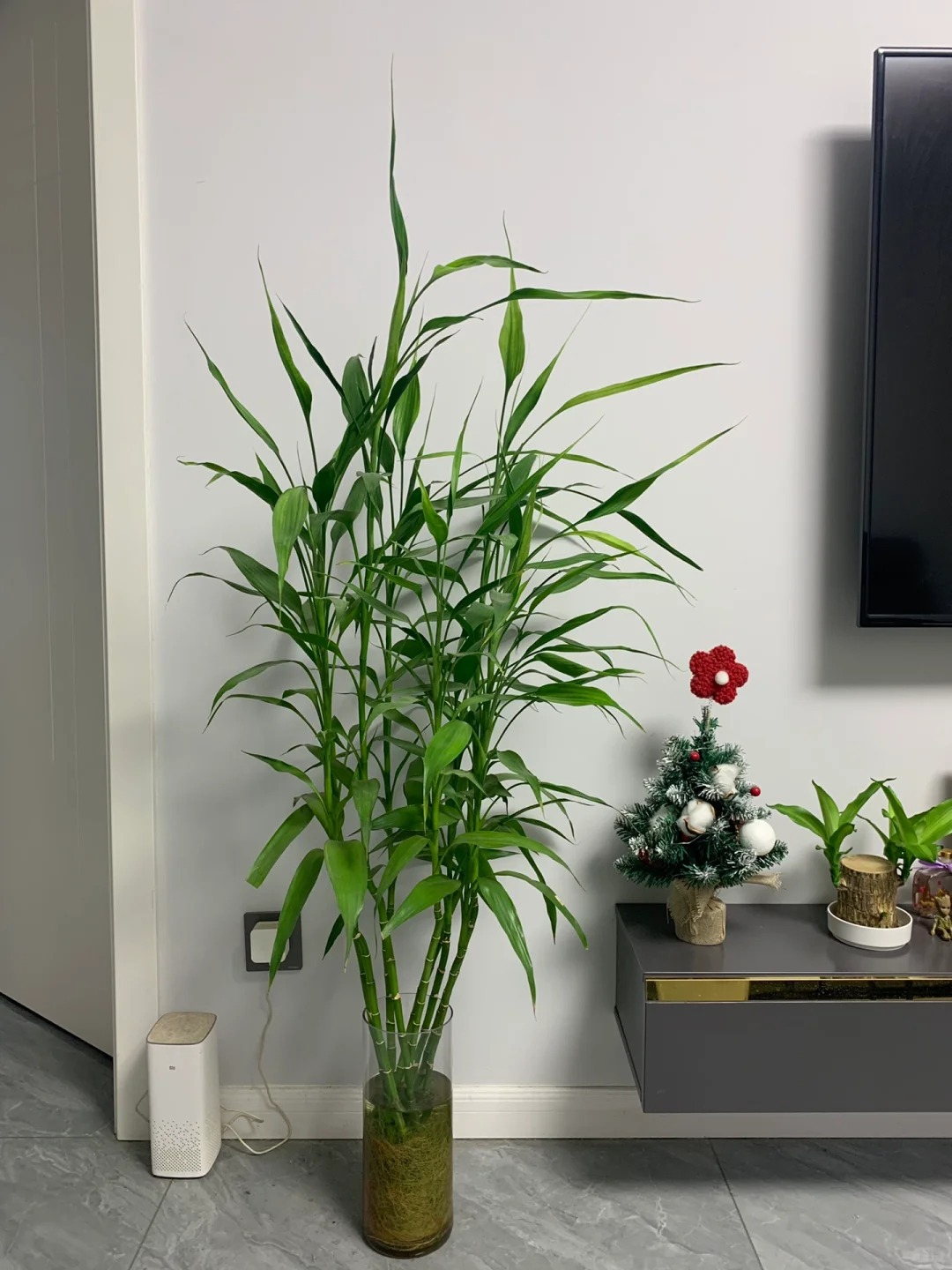 Chưng Tết đừng chỉ mua hoa: Có một loại cây "rẻ bèo" nhưng hút tài lộc cực mạnh, đặt đúng 4 cành lên bàn học con cái thi cử đỗ đạt, gia chủ tiền vào như nước- Ảnh 38.