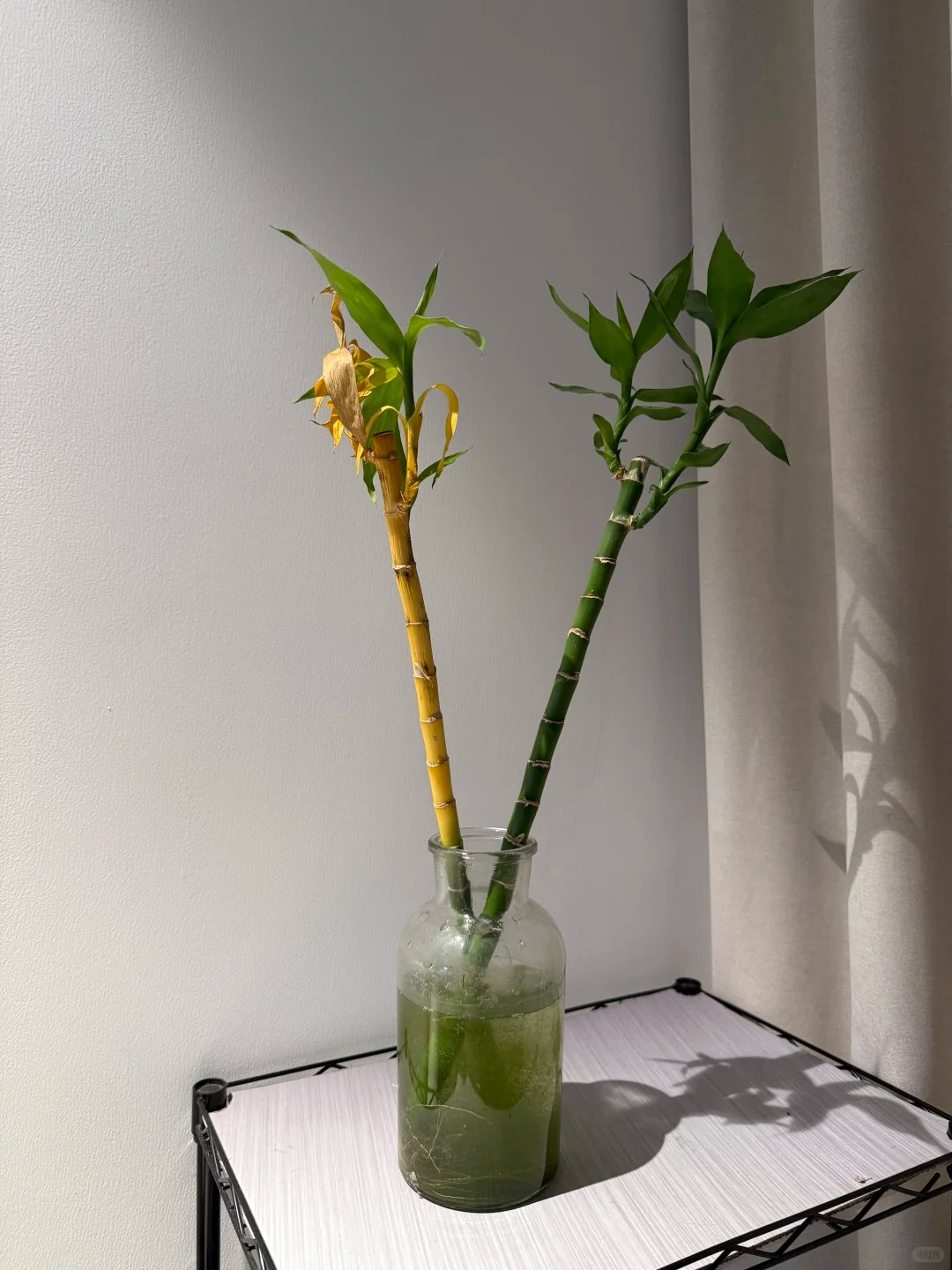 Chưng Tết đừng chỉ mua hoa: Có một loại cây "rẻ bèo" nhưng hút tài lộc cực mạnh, đặt đúng 4 cành lên bàn học con cái thi cử đỗ đạt, gia chủ tiền vào như nước- Ảnh 31.