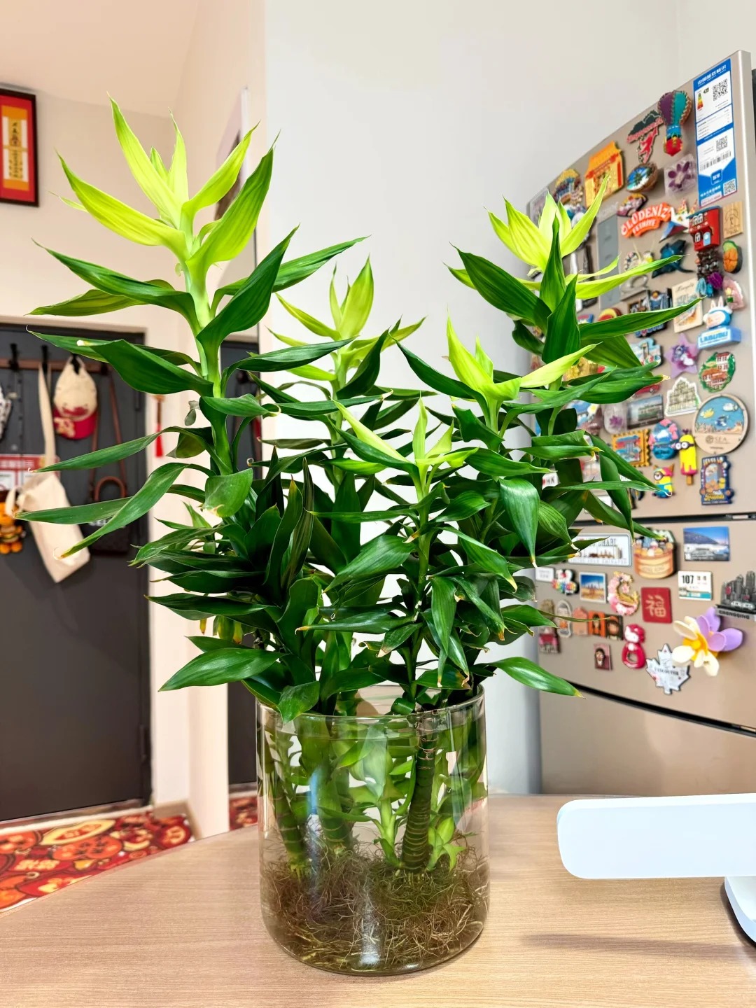 Chưng Tết đừng chỉ mua hoa: Có một loại cây "rẻ bèo" nhưng hút tài lộc cực mạnh, đặt đúng 4 cành lên bàn học con cái thi cử đỗ đạt, gia chủ tiền vào như nước- Ảnh 11.