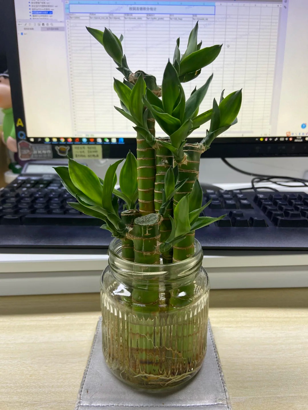 Chưng Tết đừng chỉ mua hoa: Có một loại cây "rẻ bèo" nhưng hút tài lộc cực mạnh, đặt đúng 4 cành lên bàn học con cái thi cử đỗ đạt, gia chủ tiền vào như nước- Ảnh 22.