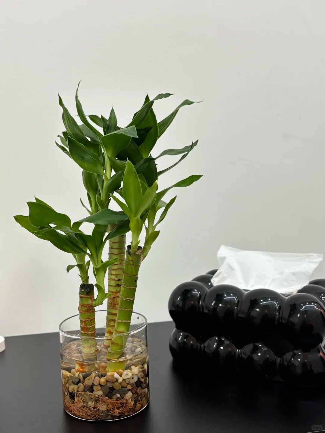 Chưng Tết đừng chỉ mua hoa: Có một loại cây "rẻ bèo" nhưng hút tài lộc cực mạnh, đặt đúng 4 cành lên bàn học con cái thi cử đỗ đạt, gia chủ tiền vào như nước- Ảnh 21.