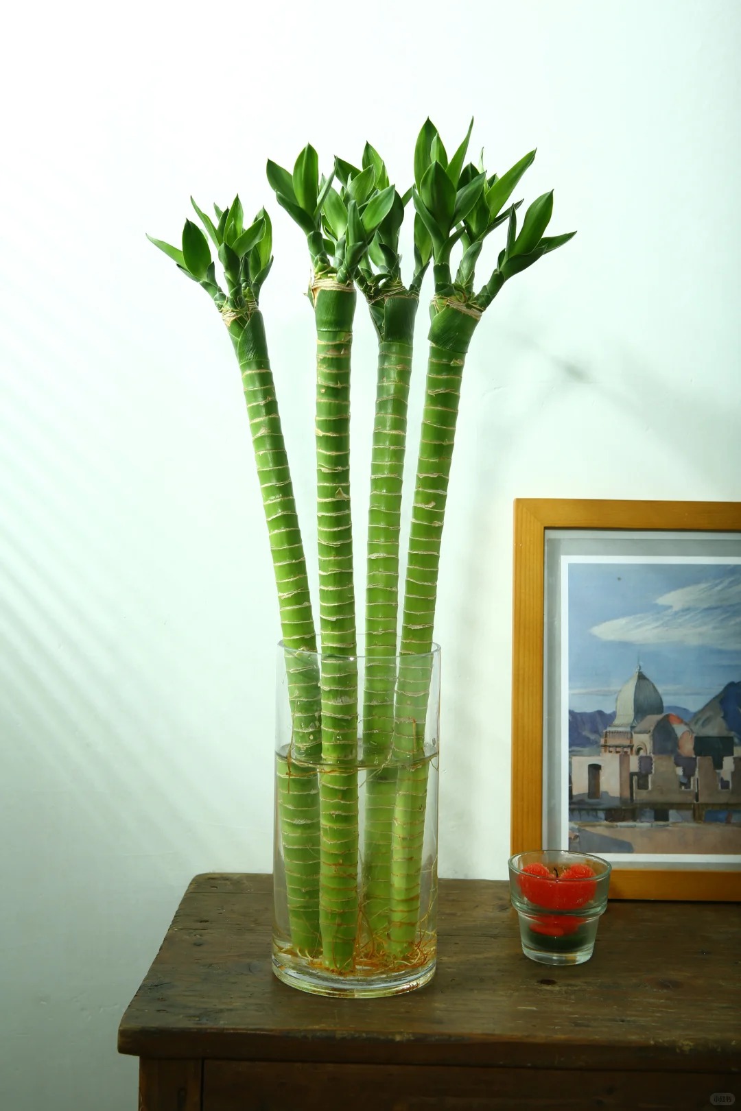 Chưng Tết đừng chỉ mua hoa: Có một loại cây "rẻ bèo" nhưng hút tài lộc cực mạnh, đặt đúng 4 cành lên bàn học con cái thi cử đỗ đạt, gia chủ tiền vào như nước- Ảnh 18.