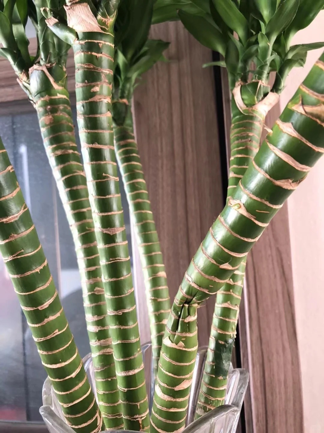 Chưng Tết đừng chỉ mua hoa: Có một loại cây "rẻ bèo" nhưng hút tài lộc cực mạnh, đặt đúng 4 cành lên bàn học con cái thi cử đỗ đạt, gia chủ tiền vào như nước- Ảnh 27.