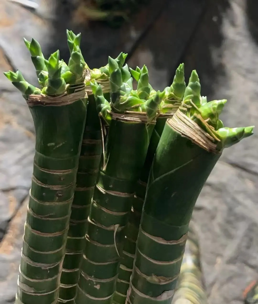 Chưng Tết đừng chỉ mua hoa: Có một loại cây "rẻ bèo" nhưng hút tài lộc cực mạnh, đặt đúng 4 cành lên bàn học con cái thi cử đỗ đạt, gia chủ tiền vào như nước- Ảnh 17.