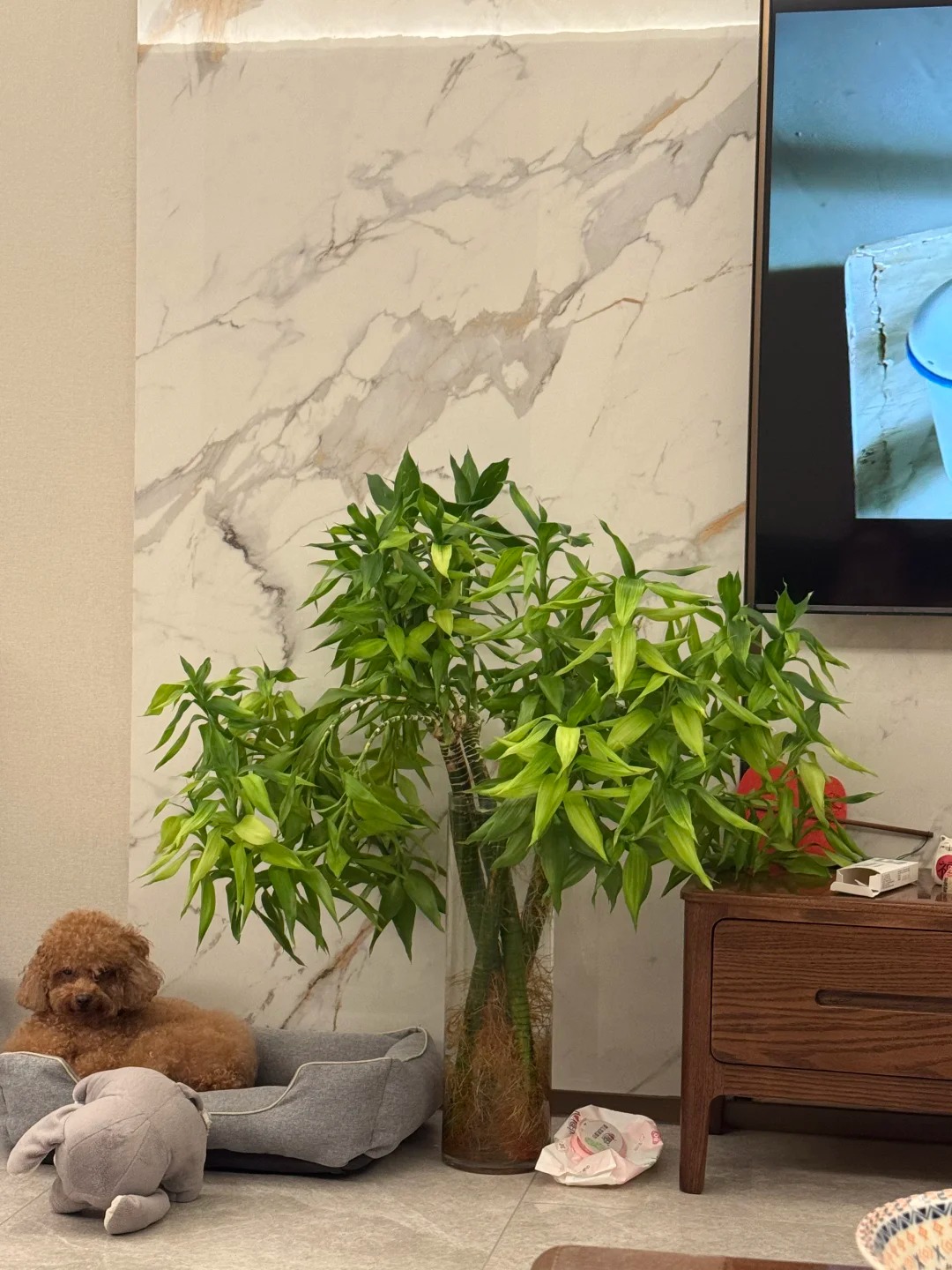 Chưng Tết đừng chỉ mua hoa: Có một loại cây "rẻ bèo" nhưng hút tài lộc cực mạnh, đặt đúng 4 cành lên bàn học con cái thi cử đỗ đạt, gia chủ tiền vào như nước- Ảnh 20.