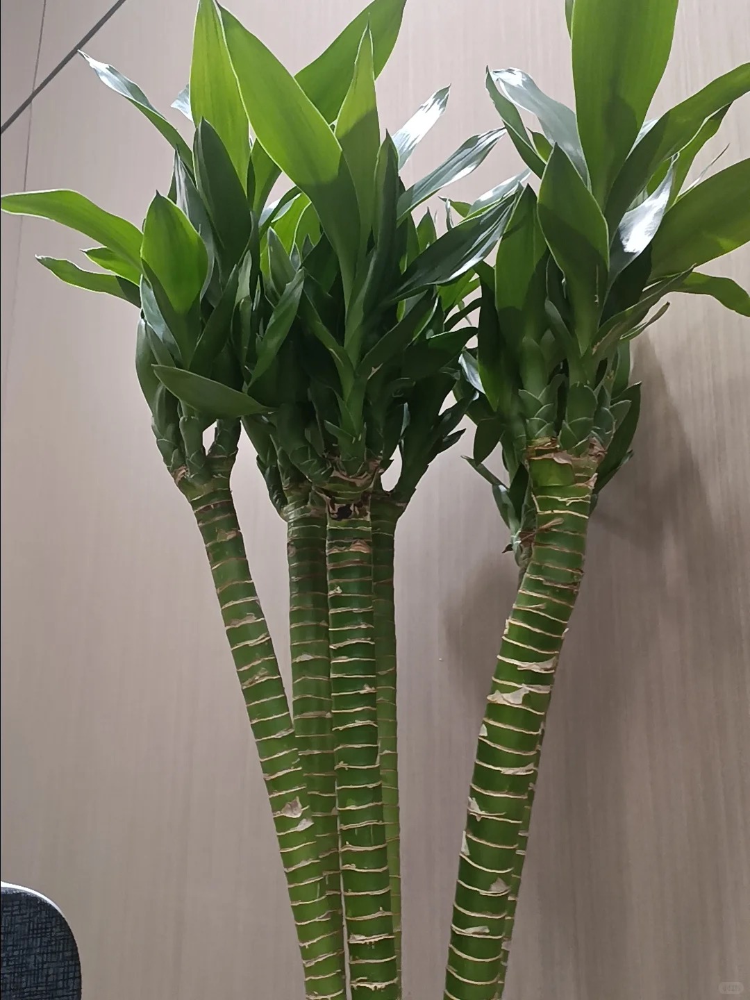 Chưng Tết đừng chỉ mua hoa: Có một loại cây "rẻ bèo" nhưng hút tài lộc cực mạnh, đặt đúng 4 cành lên bàn học con cái thi cử đỗ đạt, gia chủ tiền vào như nước- Ảnh 37.