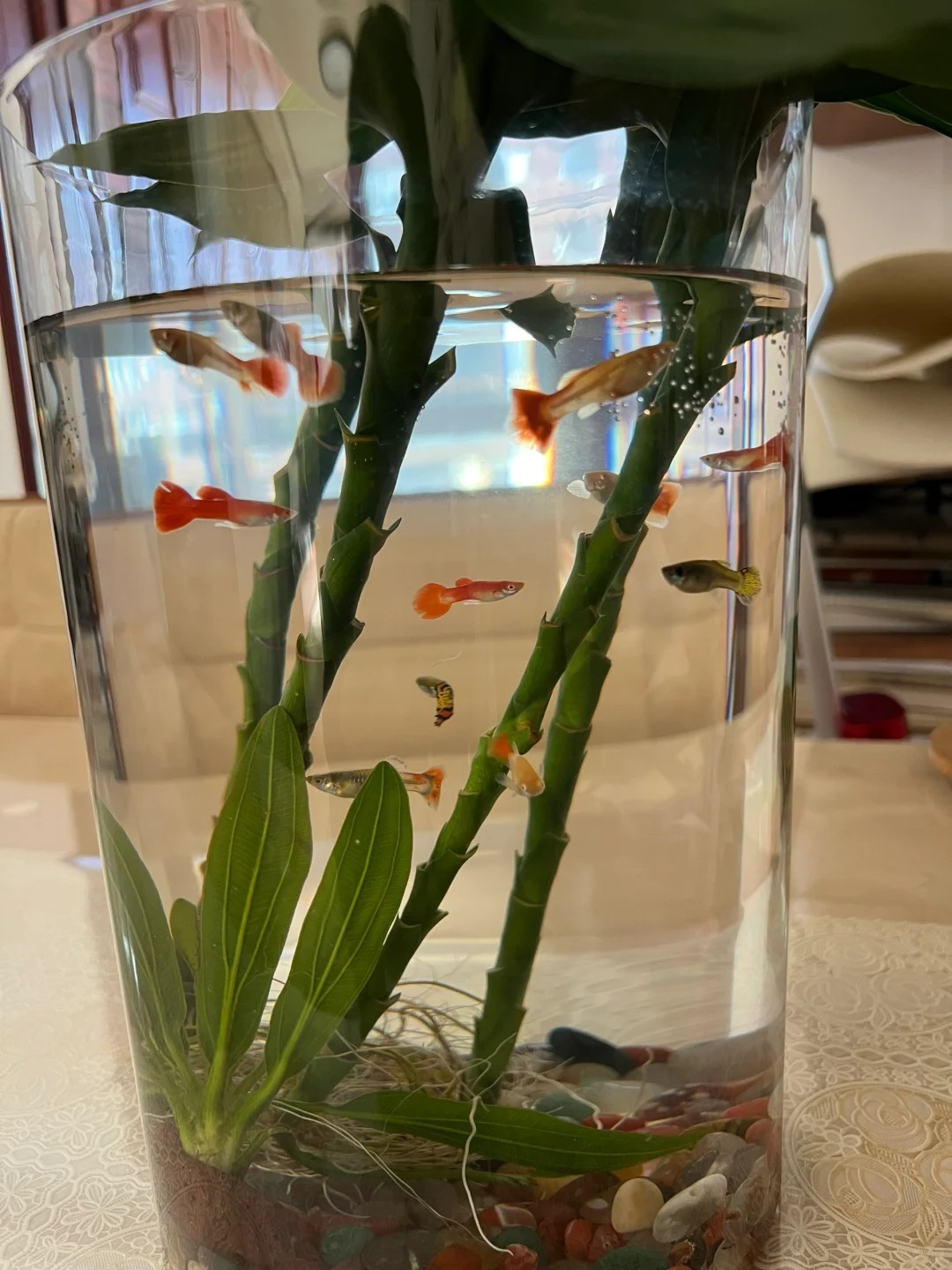 Chưng Tết đừng chỉ mua hoa: Có một loại cây "rẻ bèo" nhưng hút tài lộc cực mạnh, đặt đúng 4 cành lên bàn học con cái thi cử đỗ đạt, gia chủ tiền vào như nước- Ảnh 9.