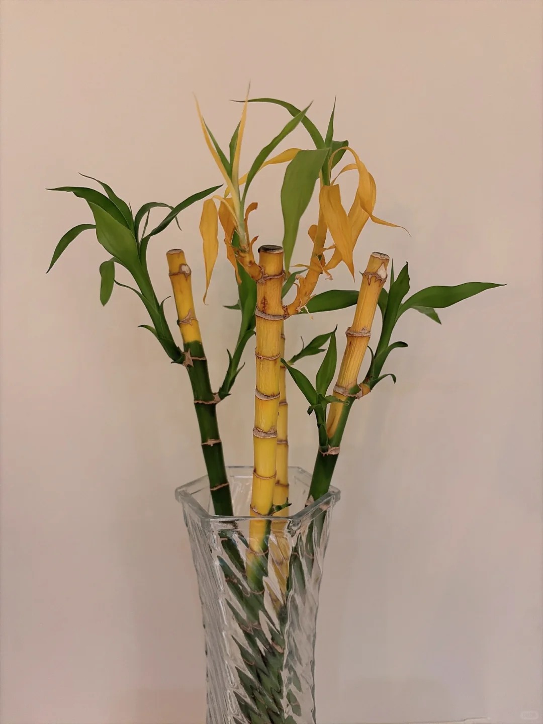 Chưng Tết đừng chỉ mua hoa: Có một loại cây "rẻ bèo" nhưng hút tài lộc cực mạnh, đặt đúng 4 cành lên bàn học con cái thi cử đỗ đạt, gia chủ tiền vào như nước- Ảnh 28.