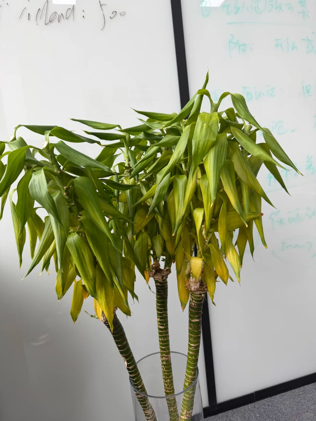 Chưng Tết đừng chỉ mua hoa: Có một loại cây "rẻ bèo" nhưng hút tài lộc cực mạnh, đặt đúng 4 cành lên bàn học con cái thi cử đỗ đạt, gia chủ tiền vào như nước- Ảnh 29.