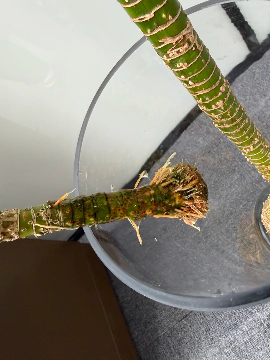 Chưng Tết đừng chỉ mua hoa: Có một loại cây "rẻ bèo" nhưng hút tài lộc cực mạnh, đặt đúng 4 cành lên bàn học con cái thi cử đỗ đạt, gia chủ tiền vào như nước- Ảnh 30.