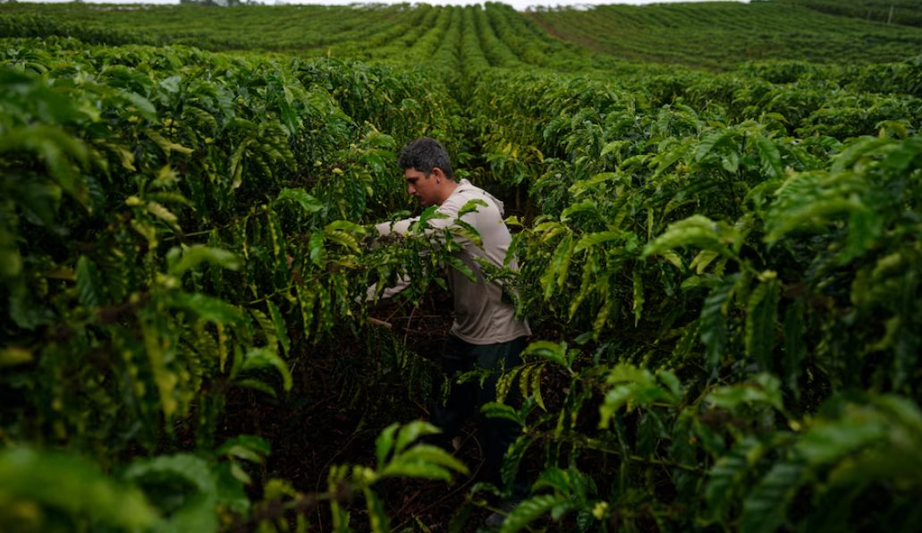 Cà phê robusta trỗi dậy: Một quốc gia BRICS đặt mục tiêu tăng sản lượng gấp 150 lần, Việt Nam đang dẫn đầu thế giới- Ảnh 1.