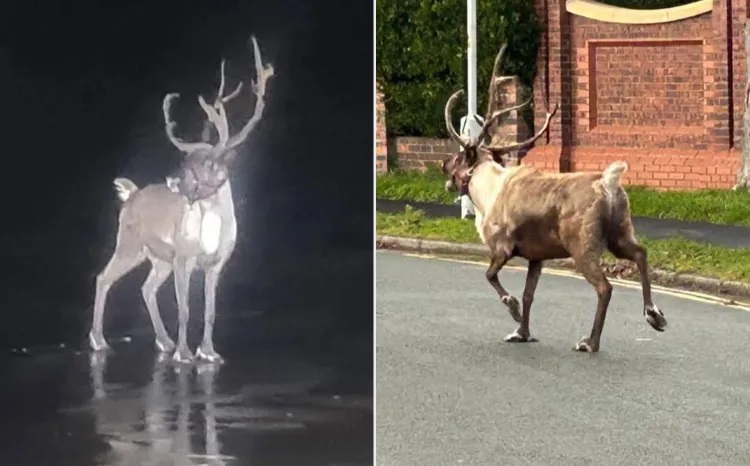 Kỳ lạ: Chú tuần lộc khiến cảnh sát cũng phải vào cuộc- Ảnh 1.