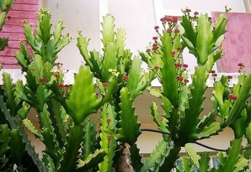 6 loại cây không nên trồng cạnh nhà vì rất nguy hiểm, có loại khiến gia chủ mất nhà như chơi- Ảnh 5. 6 loại cây không nên trồng cạnh nhà vì rất nguy hiểm, có loại khiến gia chủ mất nhà như chơi- Ảnh 5.