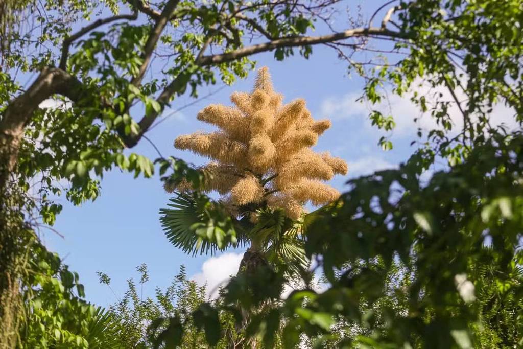 Loài cây hiếm bậc nhất hành tinh nở ra 25 triệu bông hoa 1 lần duy nhất sau 70 năm, cả thế giới ngước nhìn choáng ngợp- Ảnh 1.