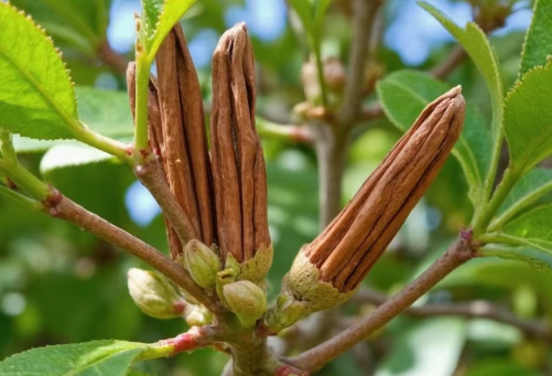 Việt Nam xuất khẩu quế top đầu thế giới, thu trăm triệu USD nhưng đang phụ thuộc nặng vào Indonesia?- Ảnh 1. Việt Nam xuất khẩu quế top đầu thế giới, thu trăm triệu USD nhưng đang phụ thuộc nặng vào Indonesia?- Ảnh 1.