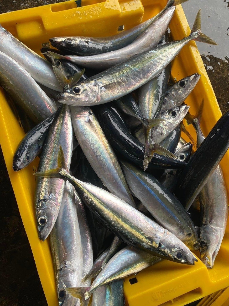 6 loại cá 6 loại cá