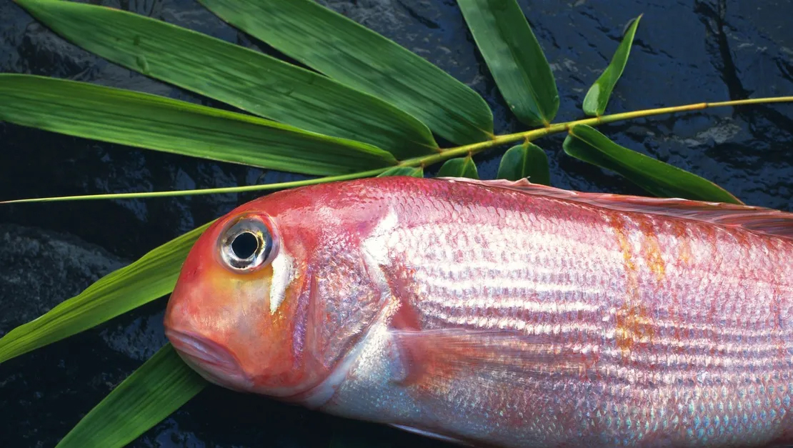 10 loại cá thấm đẫm thủy ngân hàng top: Thủ phạm "phá thận", suy giảm trí tuệ nhưng nhiều người Việt rất mê- Ảnh 2. 10 loại cá thấm đẫm thủy ngân hàng top: Thủ phạm "phá thận", suy giảm trí tuệ nhưng nhiều người Việt rất mê- Ảnh 2.
