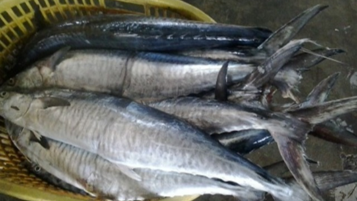 10 loại cá thấm đẫm thủy ngân hàng top: Thủ phạm "phá thận", suy giảm trí tuệ nhưng nhiều người Việt rất mê- Ảnh 3. 10 loại cá thấm đẫm thủy ngân hàng top: Thủ phạm "phá thận", suy giảm trí tuệ nhưng nhiều người Việt rất mê- Ảnh 3.