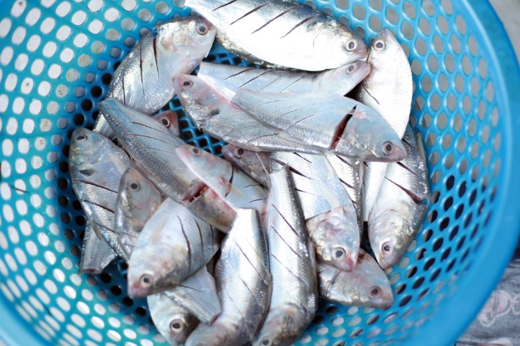 6 loại cá 6 loại cá