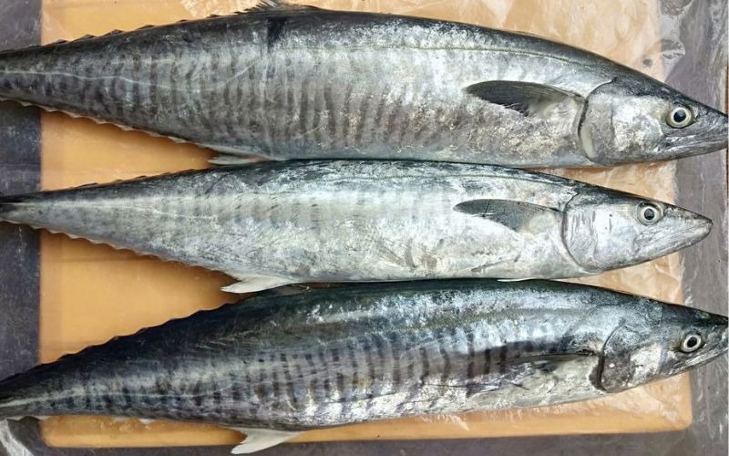 6 loại cá 6 loại cá