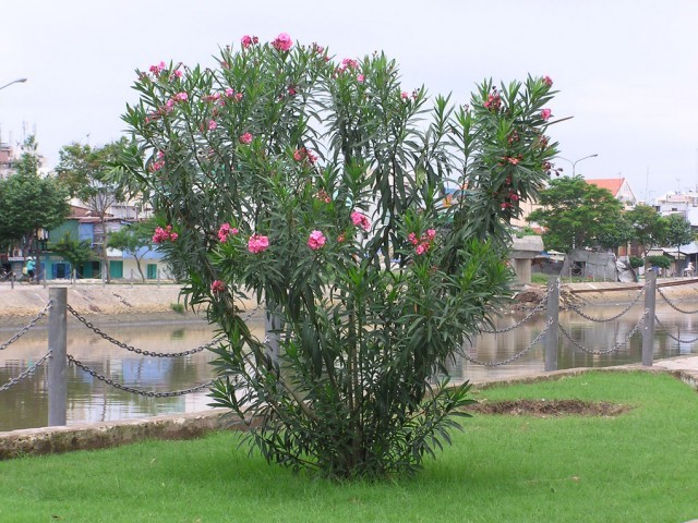 6 loại cây không nên trồng cạnh nhà vì rất nguy hiểm, có loại khiến gia chủ mất nhà như chơi- Ảnh 4. 6 loại cây không nên trồng cạnh nhà vì rất nguy hiểm, có loại khiến gia chủ mất nhà như chơi- Ảnh 4.