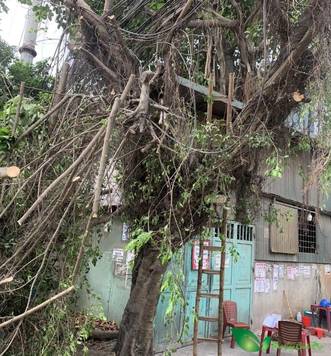 6 loại cây không nên trồng cạnh nhà vì rất nguy hiểm, có loại khiến gia chủ mất nhà như chơi- Ảnh 1. 6 loại cây không nên trồng cạnh nhà vì rất nguy hiểm, có loại khiến gia chủ mất nhà như chơi- Ảnh 1.