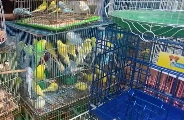 Kiểm tra cửa hàng chim cảnh nổi tiếng ở TPHCM, tạm giữ 341 con chim đủ loại- Ảnh 1. Kiểm tra cửa hàng chim cảnh nổi tiếng ở TPHCM, tạm giữ 341 con chim đủ loại- Ảnh 1.