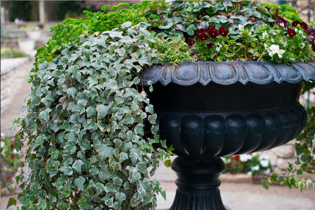 Loại cây là “thỏi nam châm” hút rắn tới nhà, ai đang trồng phải thật cảnh giác- Ảnh 3. Loại cây là “thỏi nam châm” hút rắn tới nhà, ai đang trồng phải thật cảnh giác- Ảnh 3.