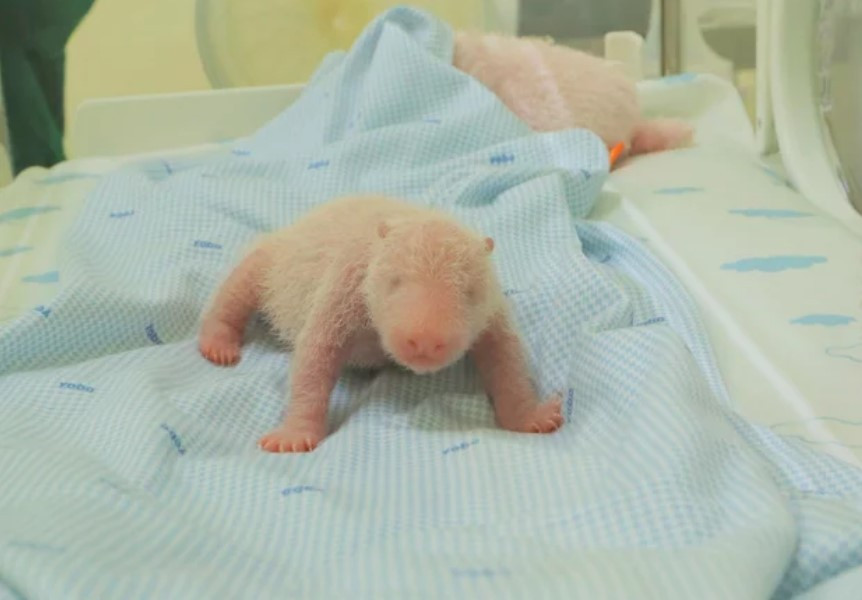 Gấu trúc đầu tiên ra đời ở Indonesia- Ảnh 1.