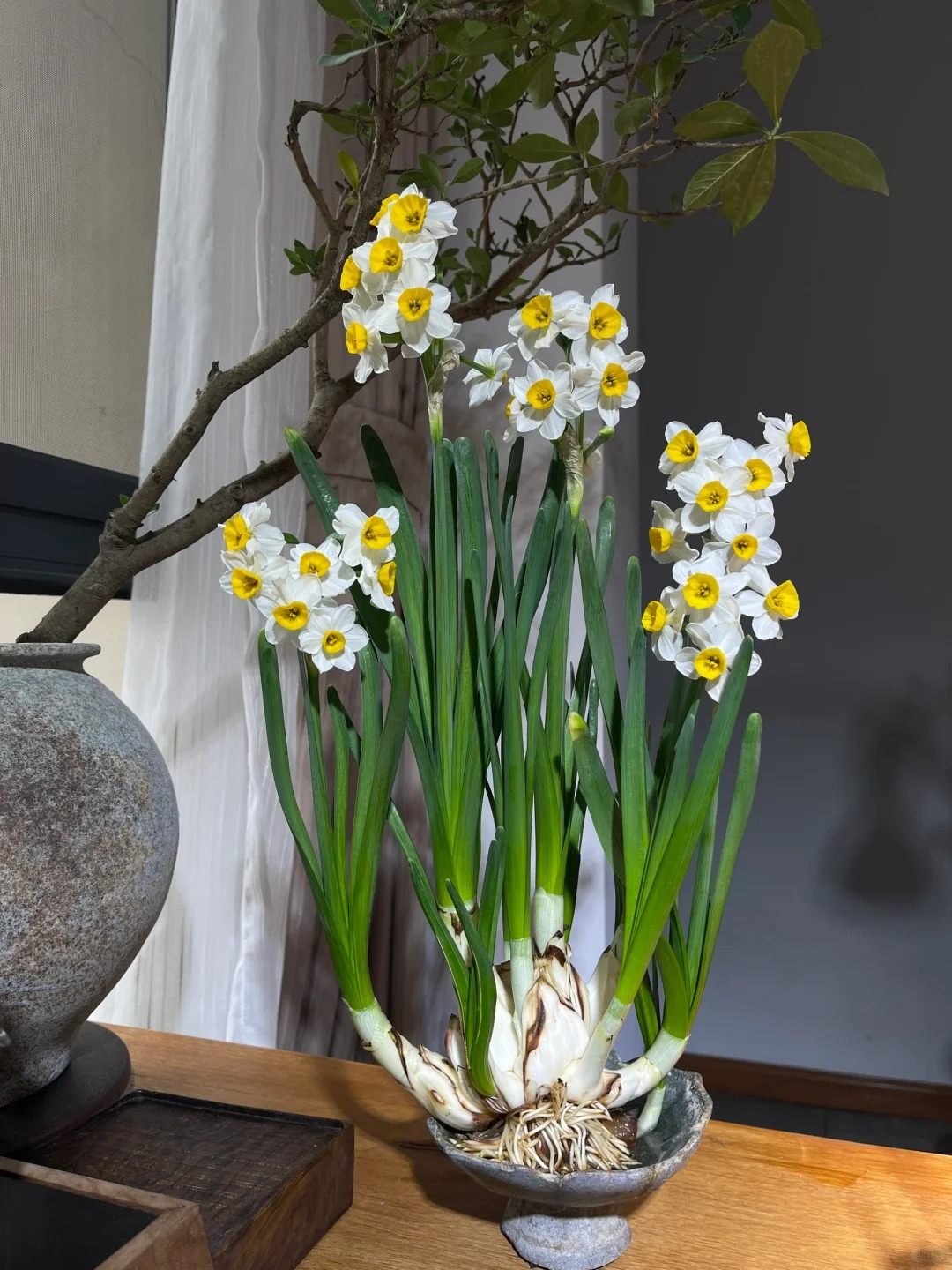 Tết này nhất định phải dưỡng một bát thủy tiên "băng cơ ngọc cốt", vừa sang nhà vừa hút tài lộc đầu năm- Ảnh 9.