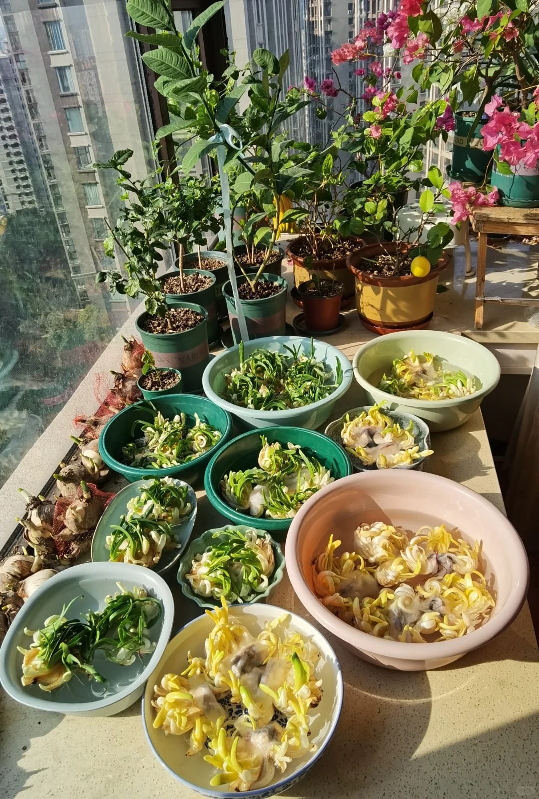 Tết này nhất định phải dưỡng một bát thủy tiên "băng cơ ngọc cốt", vừa sang nhà vừa hút tài lộc đầu năm- Ảnh 36.