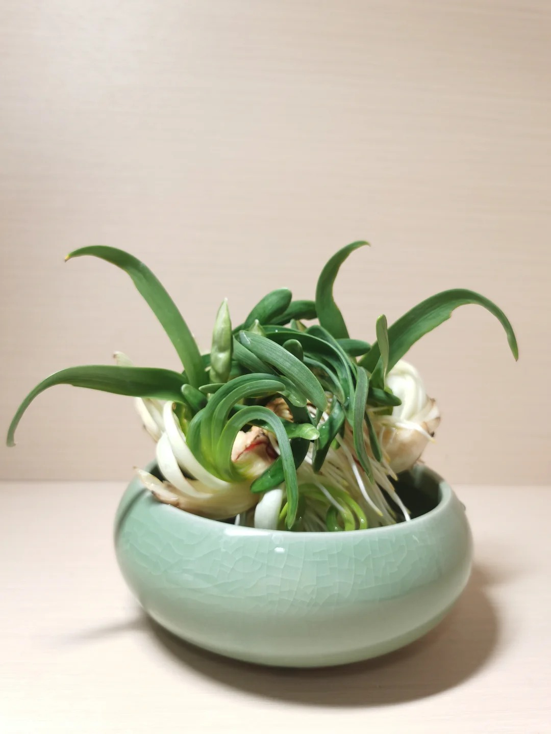 Tết này nhất định phải dưỡng một bát thủy tiên "băng cơ ngọc cốt", vừa sang nhà vừa hút tài lộc đầu năm- Ảnh 35.