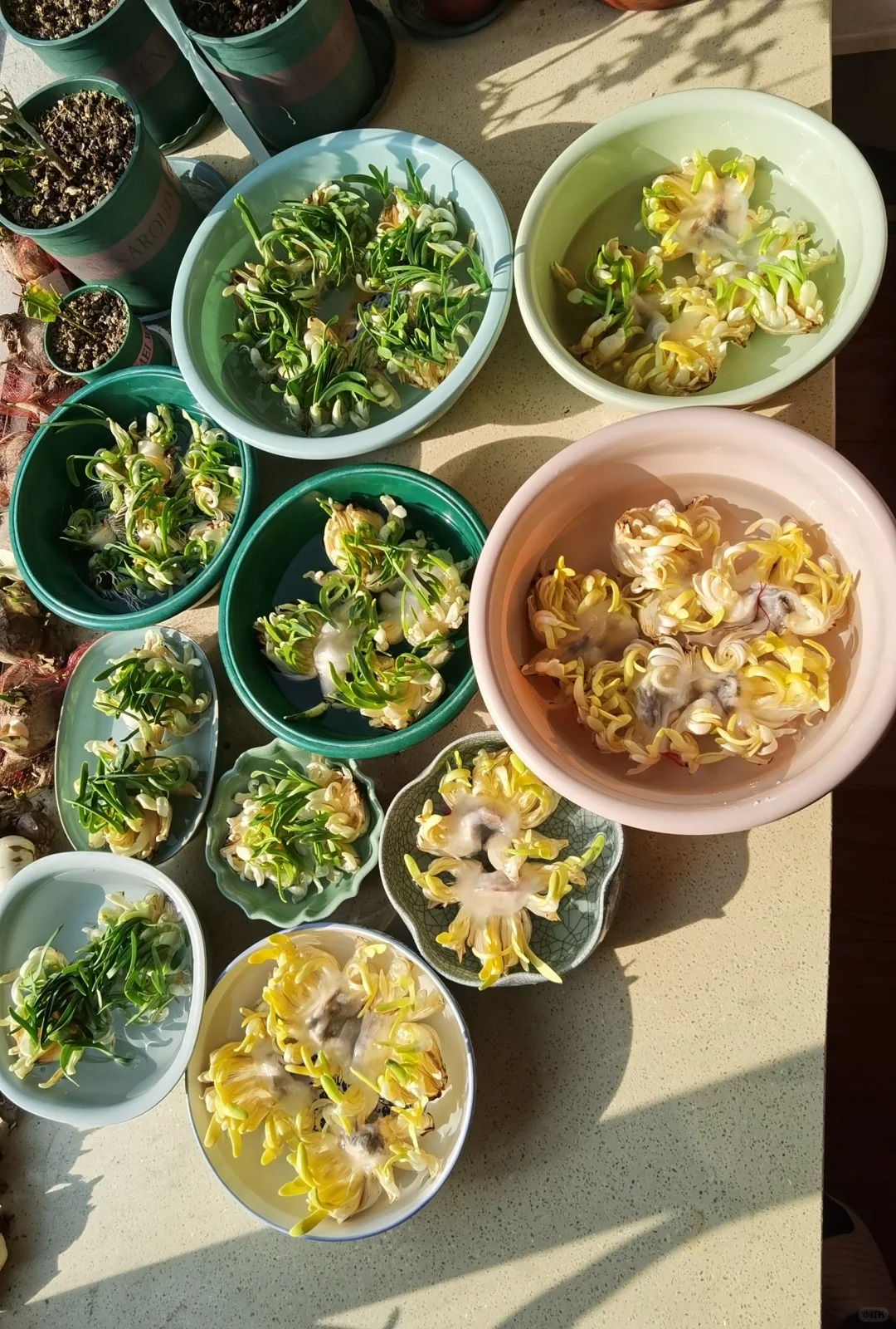 Tết này nhất định phải dưỡng một bát thủy tiên "băng cơ ngọc cốt", vừa sang nhà vừa hút tài lộc đầu năm- Ảnh 37.