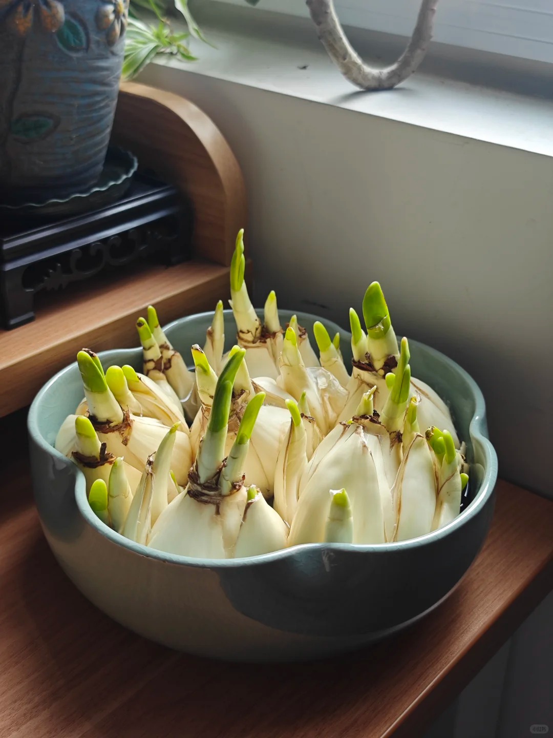 Tết này nhất định phải dưỡng một bát thủy tiên "băng cơ ngọc cốt", vừa sang nhà vừa hút tài lộc đầu năm- Ảnh 32.