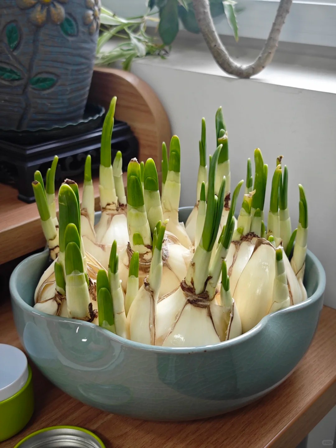 Tết này nhất định phải dưỡng một bát thủy tiên "băng cơ ngọc cốt", vừa sang nhà vừa hút tài lộc đầu năm- Ảnh 33.