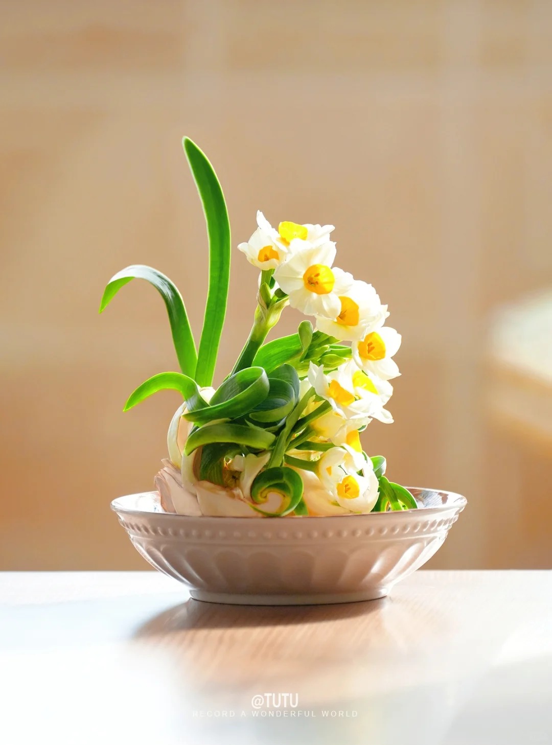 Tết này nhất định phải dưỡng một bát thủy tiên "băng cơ ngọc cốt", vừa sang nhà vừa hút tài lộc đầu năm- Ảnh 10.