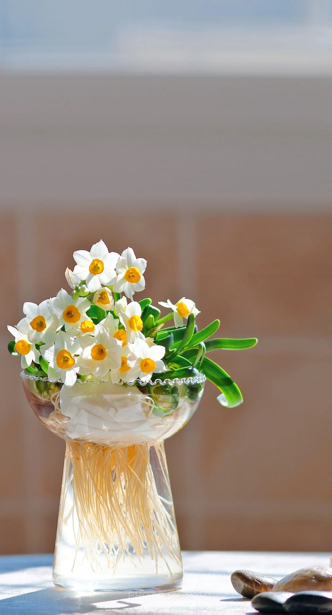 Tết này nhất định phải dưỡng một bát thủy tiên "băng cơ ngọc cốt", vừa sang nhà vừa hút tài lộc đầu năm- Ảnh 15.